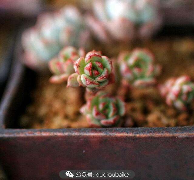 多肉是植物_植物多肉是什么意思_植物多肉是什么颜色
