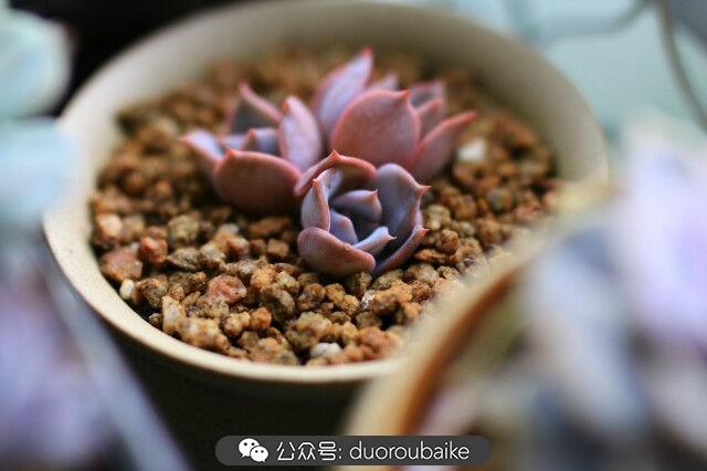 多肉是植物_植物多肉是什么颜色_植物多肉是什么意思