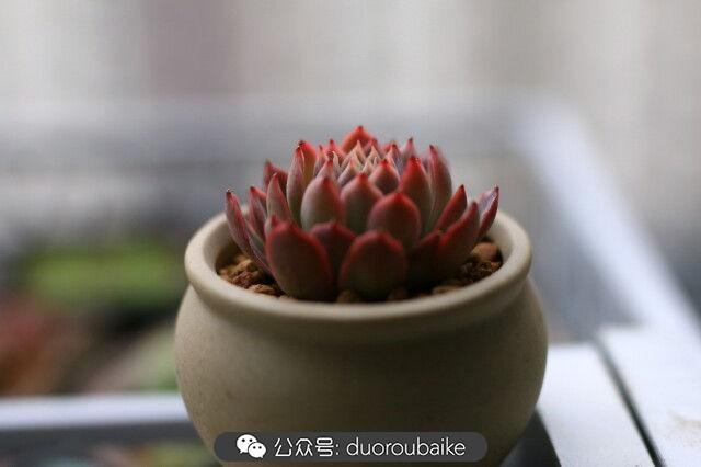 植物多肉是什么颜色_多肉是植物_植物多肉是什么意思