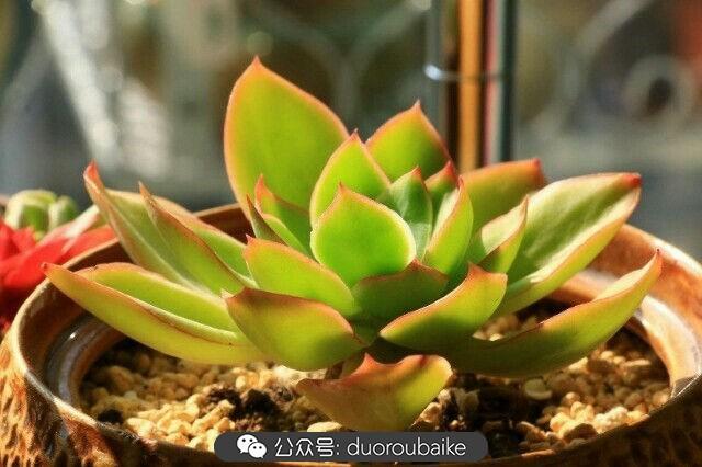 植物多肉是什么颜色_多肉是植物_植物多肉是什么意思