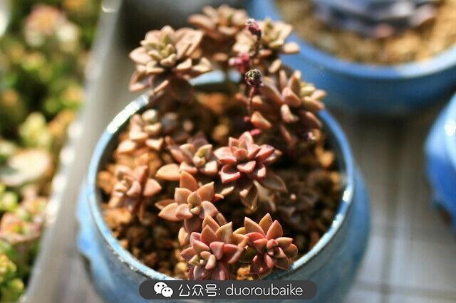 植物多肉是什么意思_多肉是植物_植物多肉是什么颜色