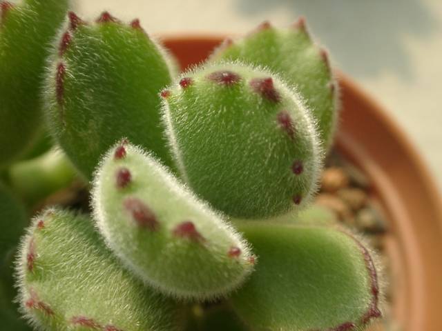 看多肉植物_看一下多肉植物_多肉植物识别大全