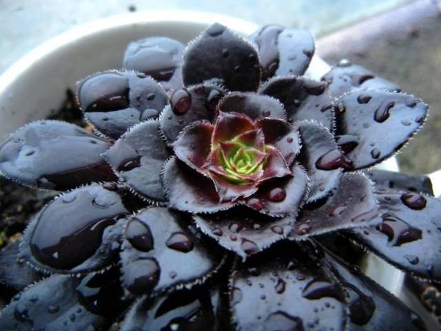看一下多肉植物_看多肉植物_多肉植物识别大全