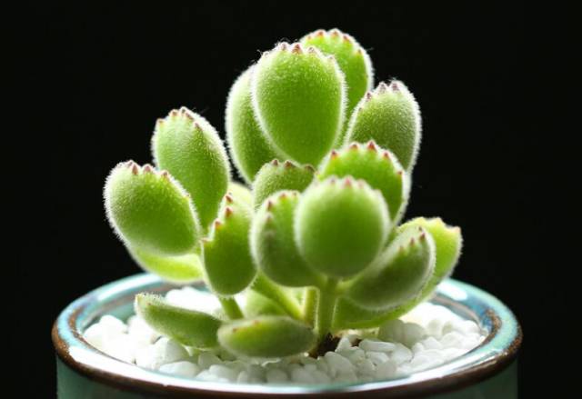 看多肉植物_看一下多肉植物_多肉植物识别大全