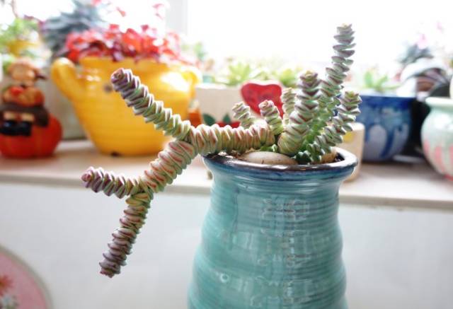 看多肉植物_多肉植物识别大全_看一下多肉植物