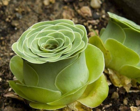 看一下多肉植物_多肉植物识别大全_看多肉植物