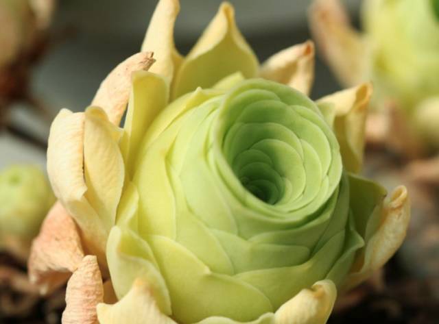 看多肉植物_看一下多肉植物_多肉植物识别大全
