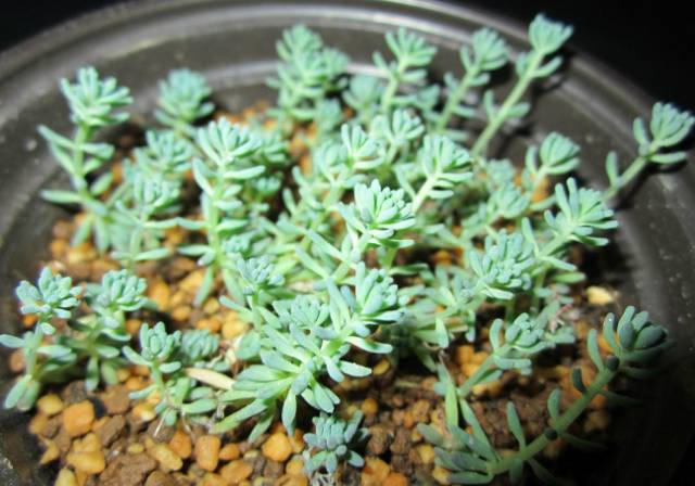 看多肉植物_看一下多肉植物_多肉植物识别大全
