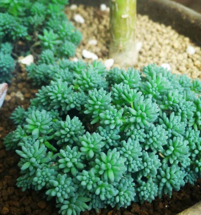 看一下多肉植物_多肉植物识别大全_看多肉植物