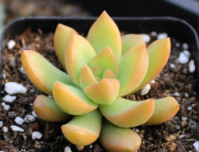 多肉植物识别大全_看一下多肉植物_看多肉植物