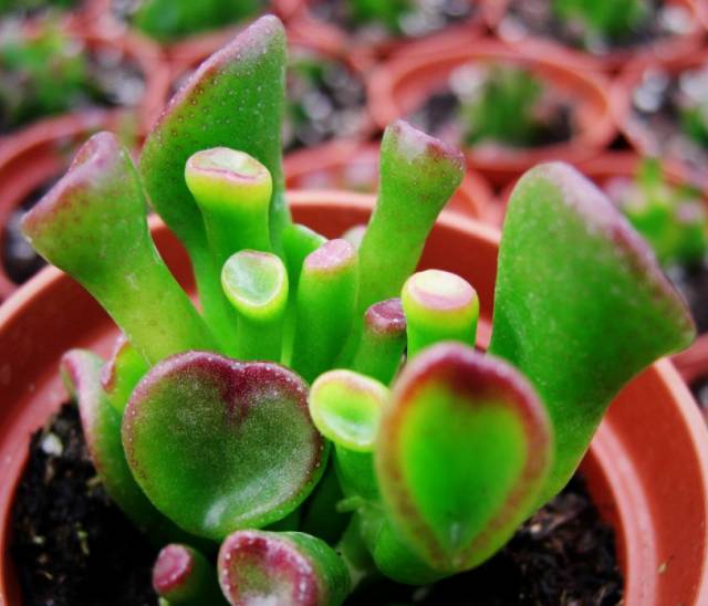 看多肉植物_看一下多肉植物_多肉植物识别大全