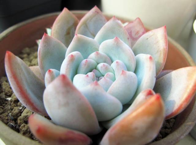 看一下多肉植物_多肉植物识别大全_看多肉植物