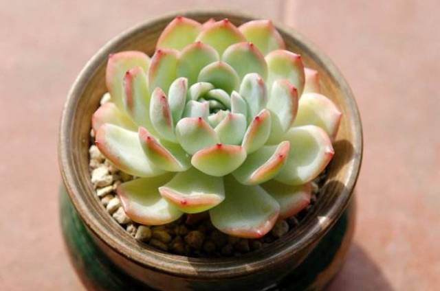 看一下多肉植物_看多肉植物_多肉植物识别大全