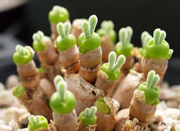 看一下多肉植物_看多肉植物_多肉植物识别大全