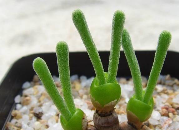 看一下多肉植物_看多肉植物_多肉植物识别大全
