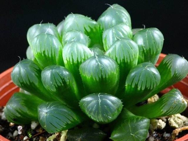 多肉植物识别大全_看多肉植物_看一下多肉植物
