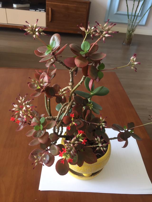 室内养植物多肉怎么养_多肉植物室内养_室内养植物多肉好吗