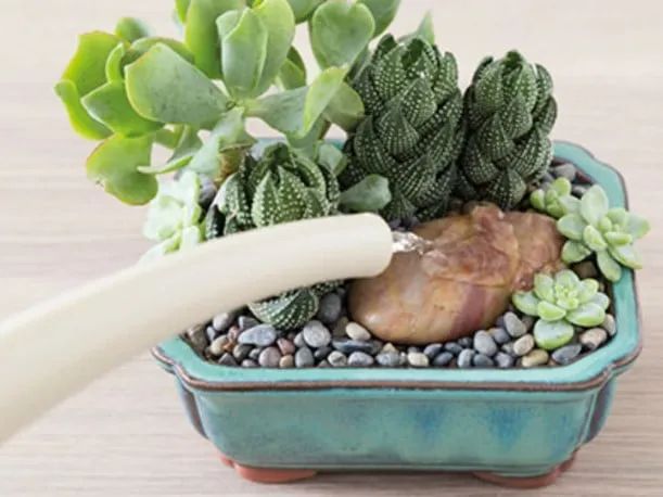 盆栽多肉好养吗_盆栽室内养植物多肉好吗_多肉植物室内盆栽好养