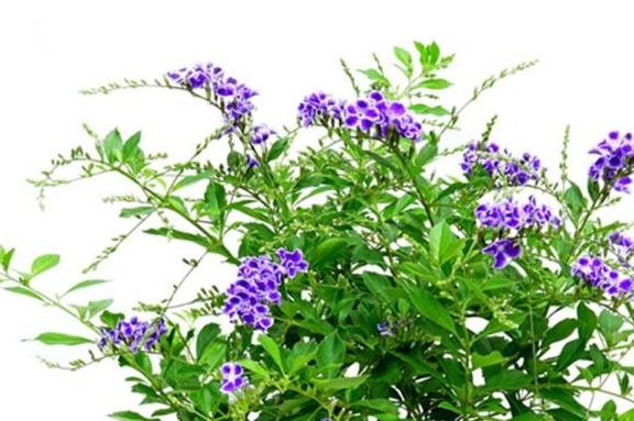 巧克力花冬天怎么养_巧克力花冬天能修剪吗_巧克力花过冬
