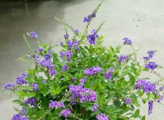 巧克力花冬天怎么养_巧克力花冬天能修剪吗_巧克力花过冬