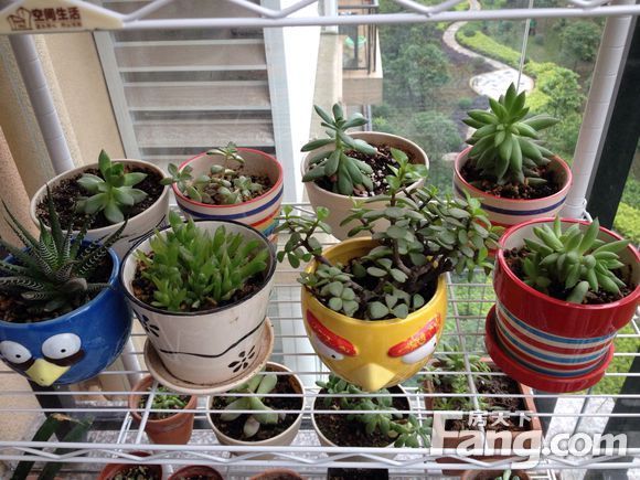风水阳台适合养什么花_阳台养植物风水禁忌_阳台适合养什么植物风水好