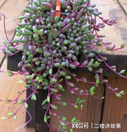 净化空气植物多肉好养吗_净化空气植物多肉怎么养_净化空气植物多肉