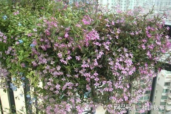 净化空气植物多肉好养吗_净化空气植物多肉怎么养_净化空气植物多肉