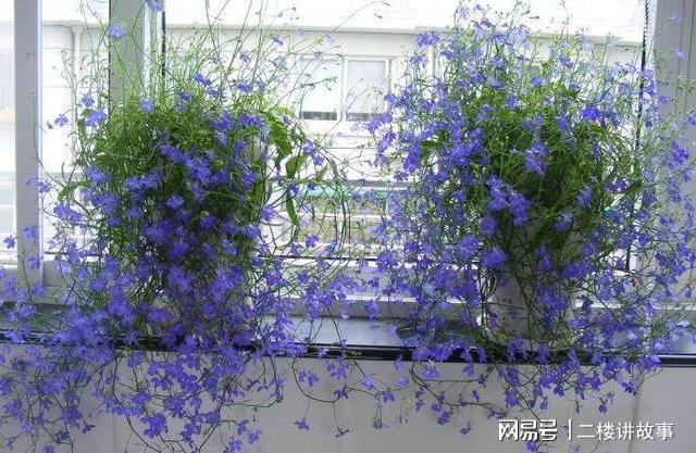 净化空气植物多肉_净化空气植物多肉好养吗_净化空气植物多肉怎么养