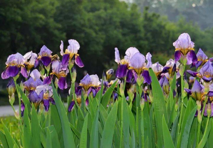 花卉宿根是什么意思_宿根花卉有哪些_宿根花卉根系