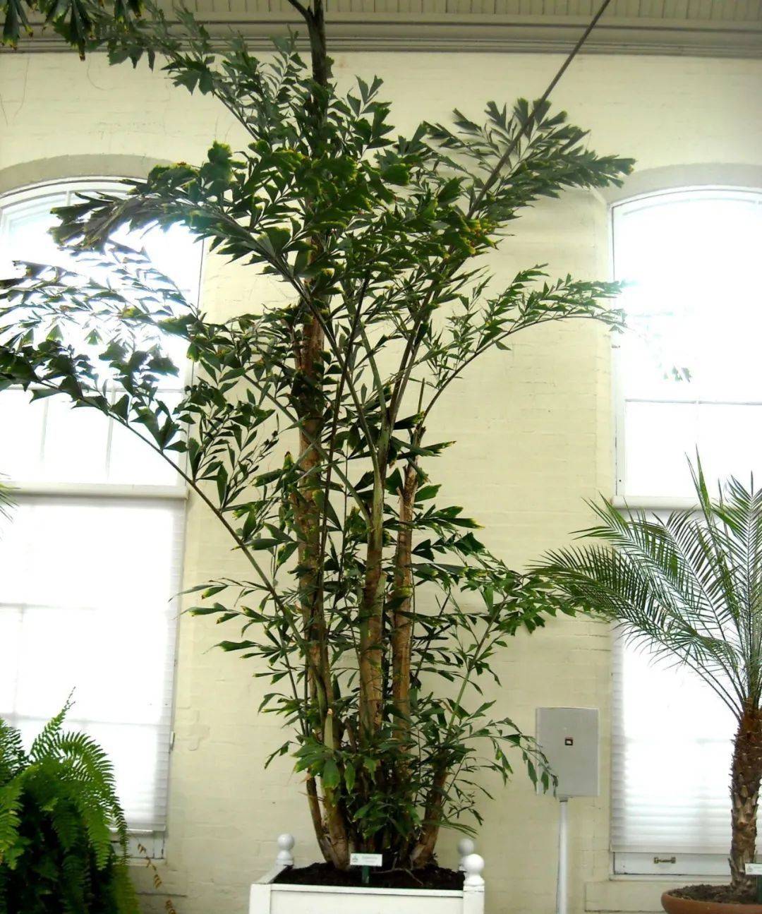 室内植物哪个好养活_室内比较好养的植物_室内养什么植物最好排名
