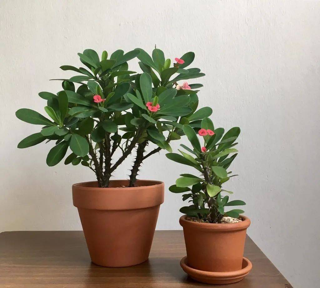 室内比较好养的植物_室内植物哪个好养活_室内养什么植物最好排名