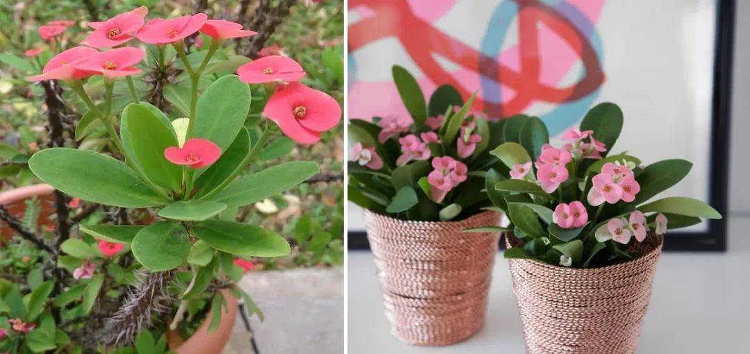 室内比较好养的植物_室内植物哪个好养活_室内养什么植物最好排名