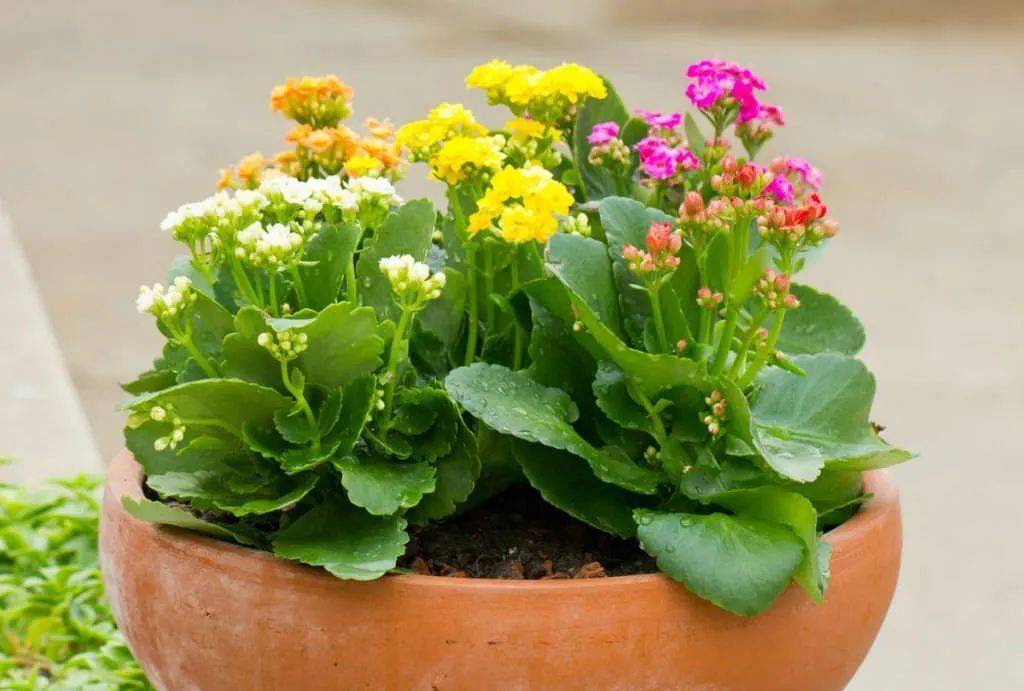 室内比较好养的植物_室内养什么植物最好排名_室内植物哪个好养活