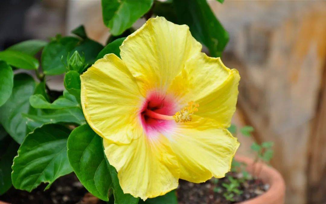 室内植物哪个好养活_室内养什么植物最好排名_室内比较好养的植物