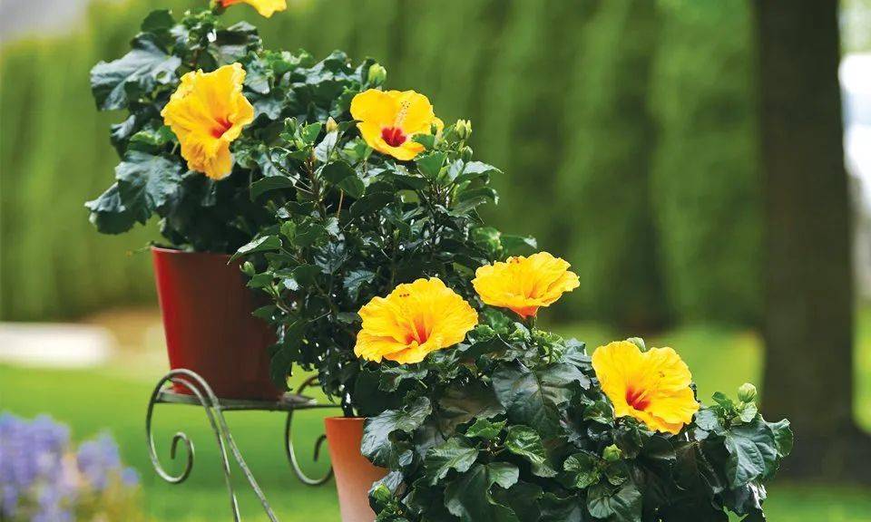 室内比较好养的植物_室内植物哪个好养活_室内养什么植物最好排名