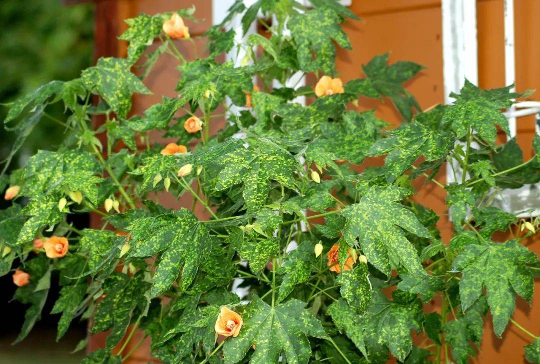 室内养什么植物最好排名_室内植物哪个好养活_室内比较好养的植物