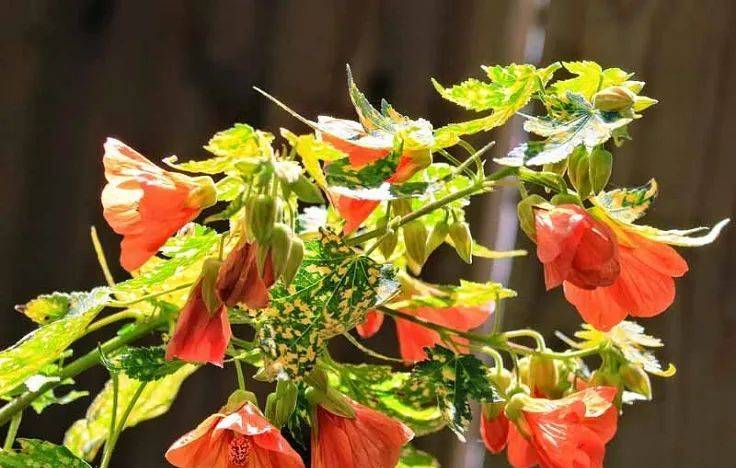 室内植物哪个好养活_室内养什么植物最好排名_室内比较好养的植物
