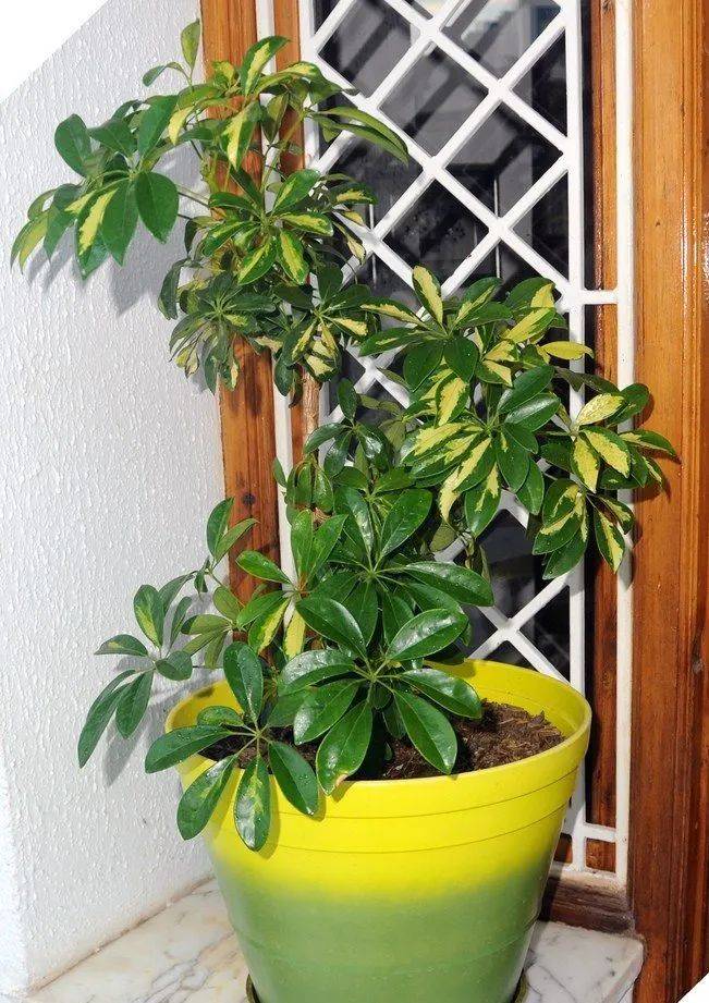室内植物哪个好养活_室内养什么植物最好排名_室内比较好养的植物