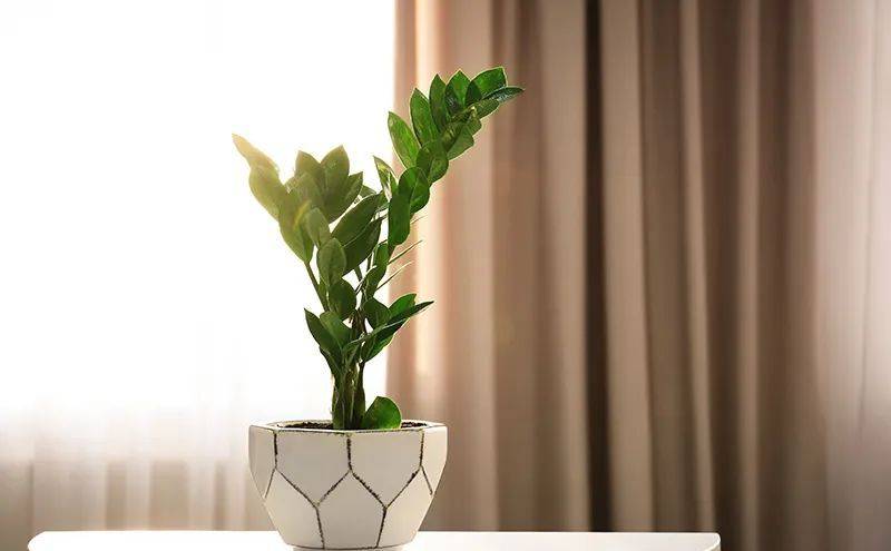 室内养什么植物最好排名_室内比较好养的植物_室内植物哪个好养活