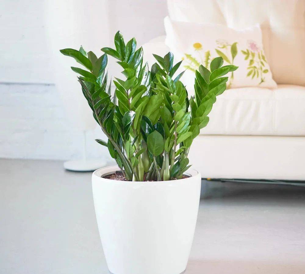 室内养什么植物最好排名_室内比较好养的植物_室内植物哪个好养活