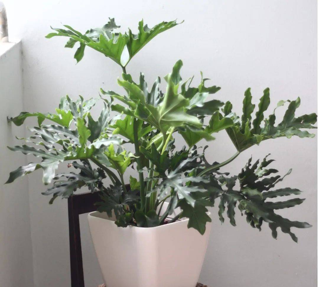 室内植物哪个好养活_室内比较好养的植物_室内养什么植物最好排名