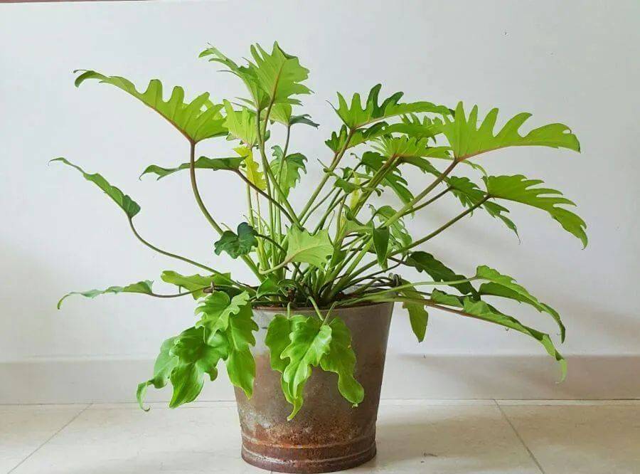 室内养什么植物最好排名_室内比较好养的植物_室内植物哪个好养活