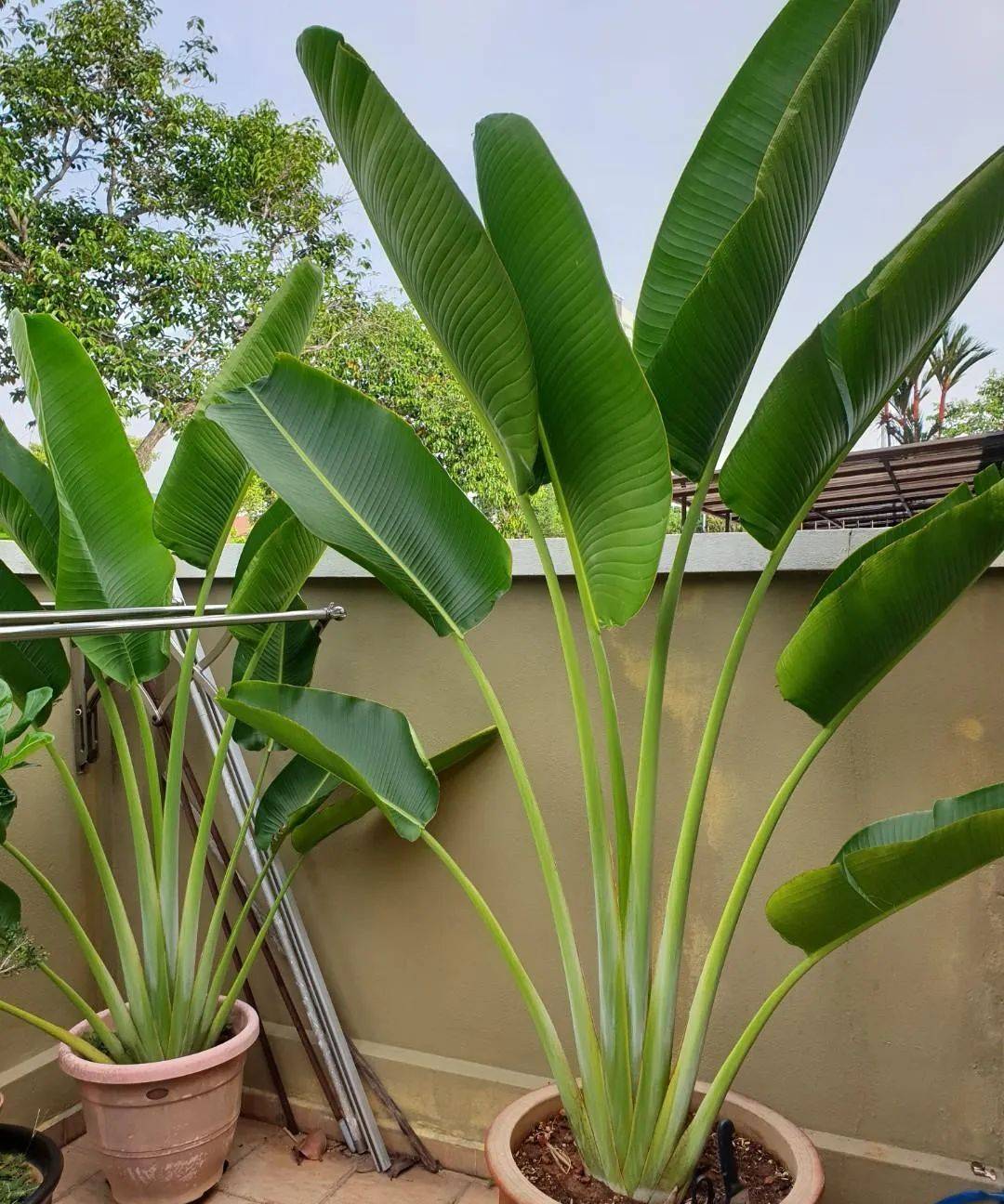 室内比较好养的植物_室内植物哪个好养活_室内养什么植物最好排名