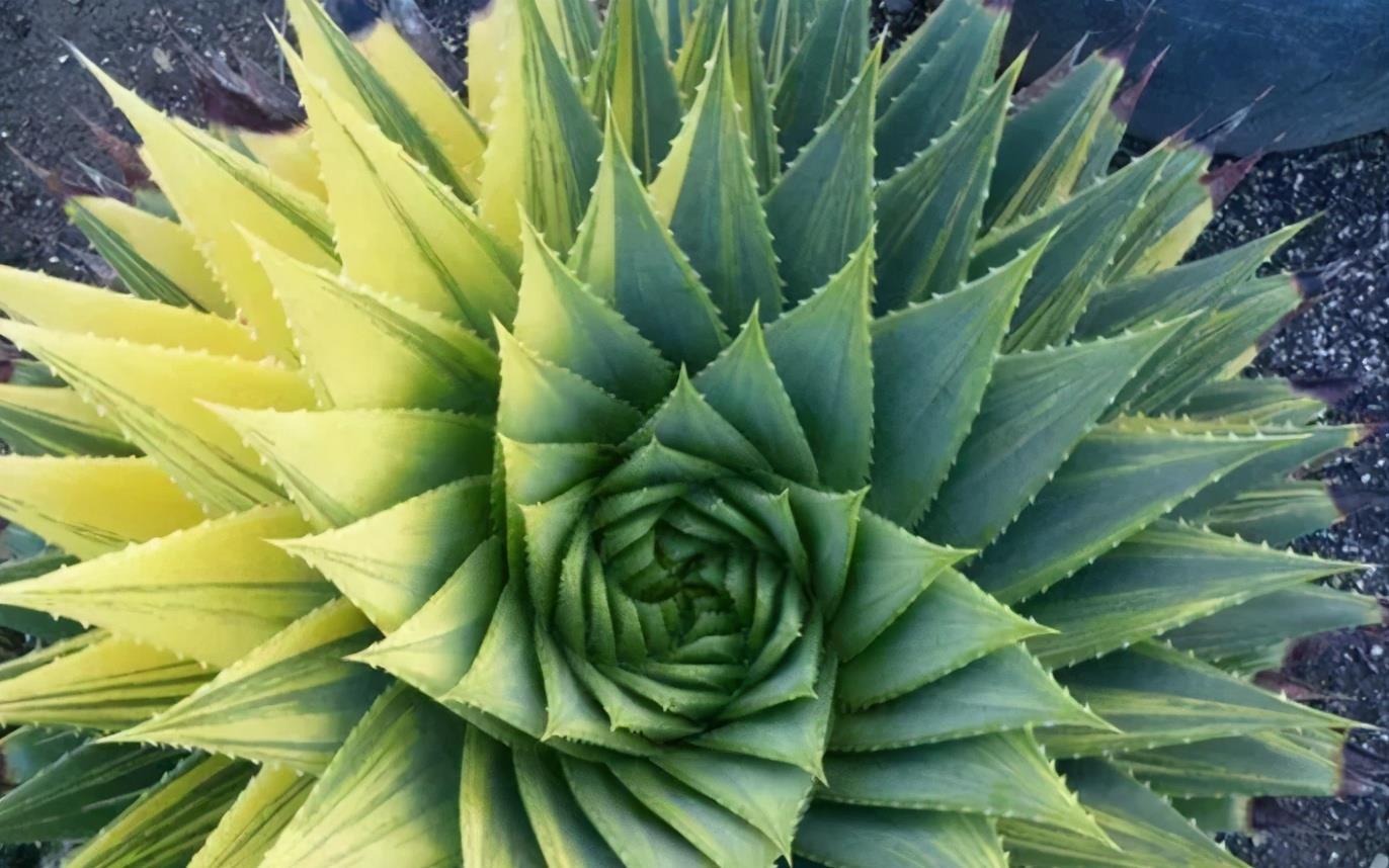 适合懒人养的花卉_花卉养适合懒人盆栽吗_懒人养的花