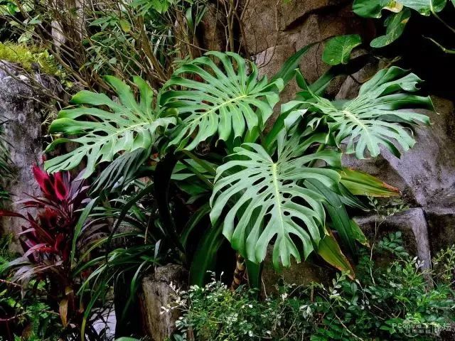 室内养绿植可以增加湿度吗_可以室内养的绿植_室内养绿植可以净化空气吗