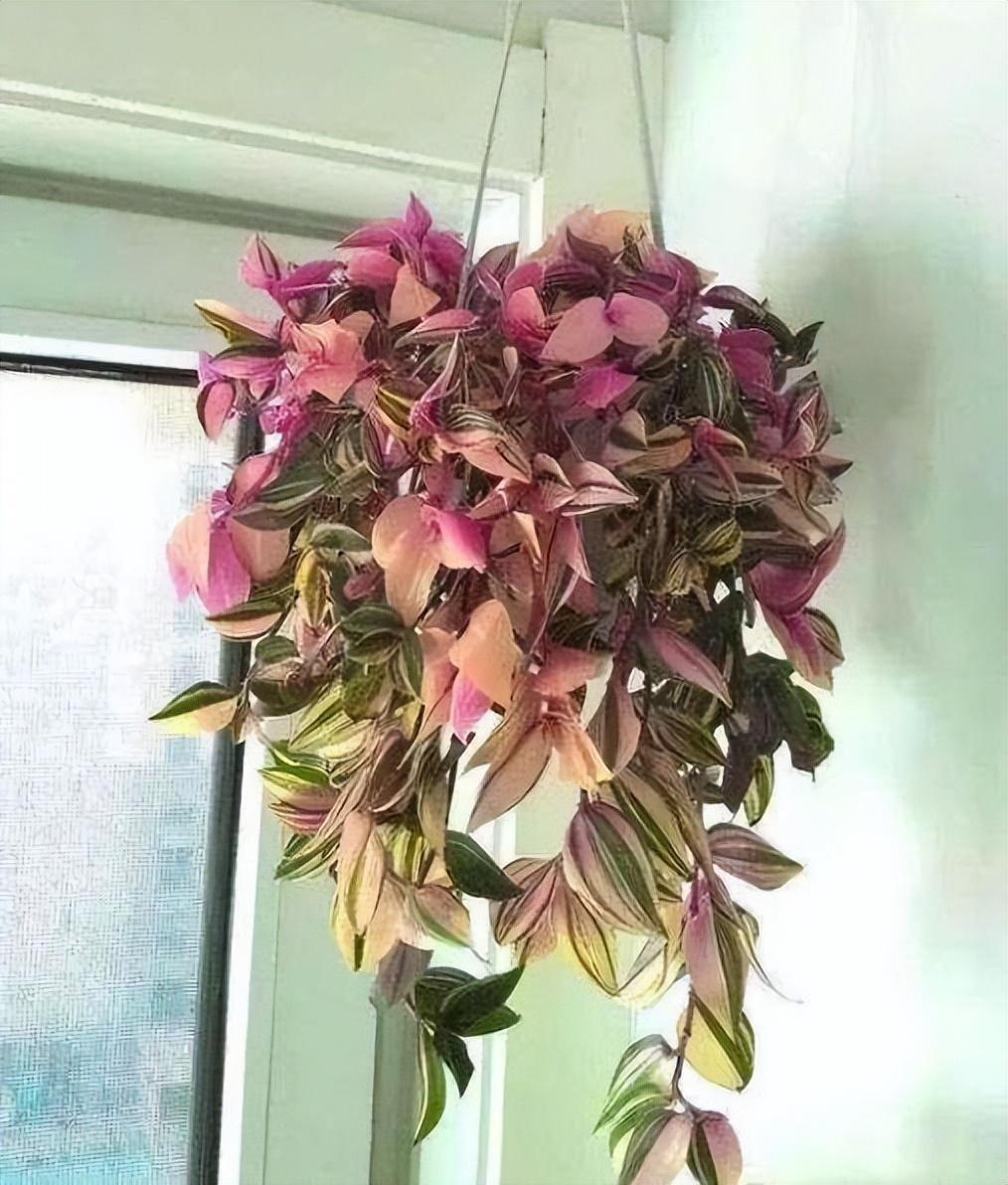 家里养什么花最好?有8种是首选_家庭养花的选择_家里养花就选几种