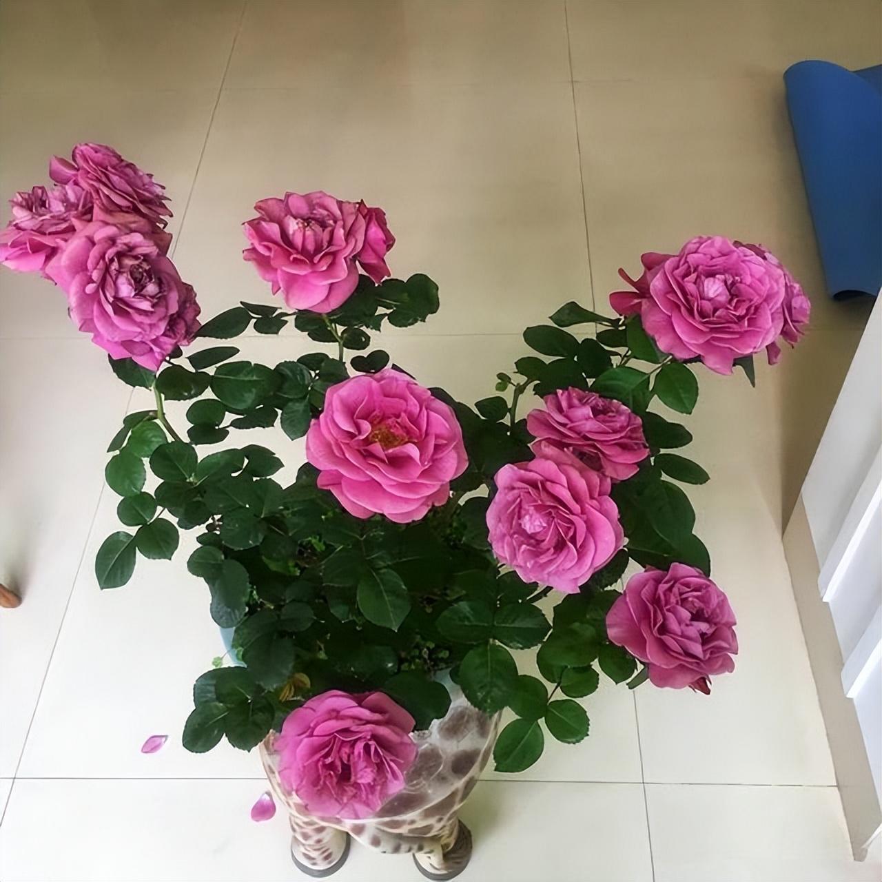家庭养花的选择_家里养什么花最好?有8种是首选_家里养花就选几种