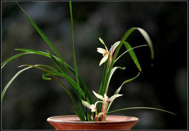 室外绿植有哪些品种_室外绿植图片大全欣赏_室外绿植