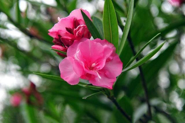 室外绿植图片大全欣赏_室外绿植有哪些品种_室外绿植