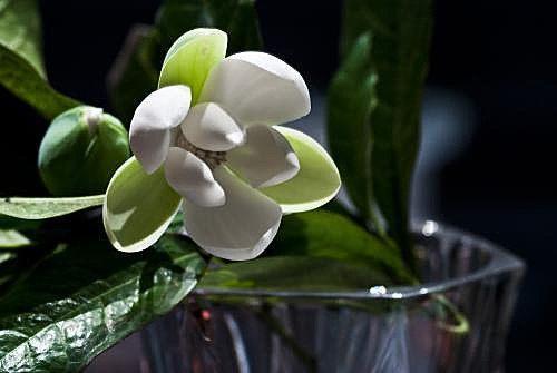 室外绿植图片大全欣赏_室外绿植有哪些品种_室外绿植
